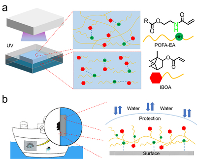 我校邱仁輝教授、劉文地教授團(tuán)隊(duì)在生物基水下膠黏劑研發(fā)取得進(jìn)展